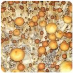 Псилоцибиновые (галлюциногенные)  грибы Psilocybin "Golden Teacher" в Лысьве